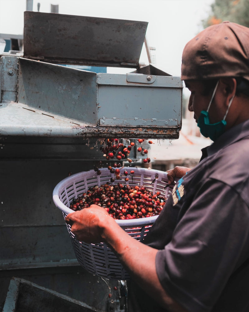 Guatemala Dinamica Finca La Labor - *50735* - 25558 - GrainPro Bags - SPOT RCWHSE