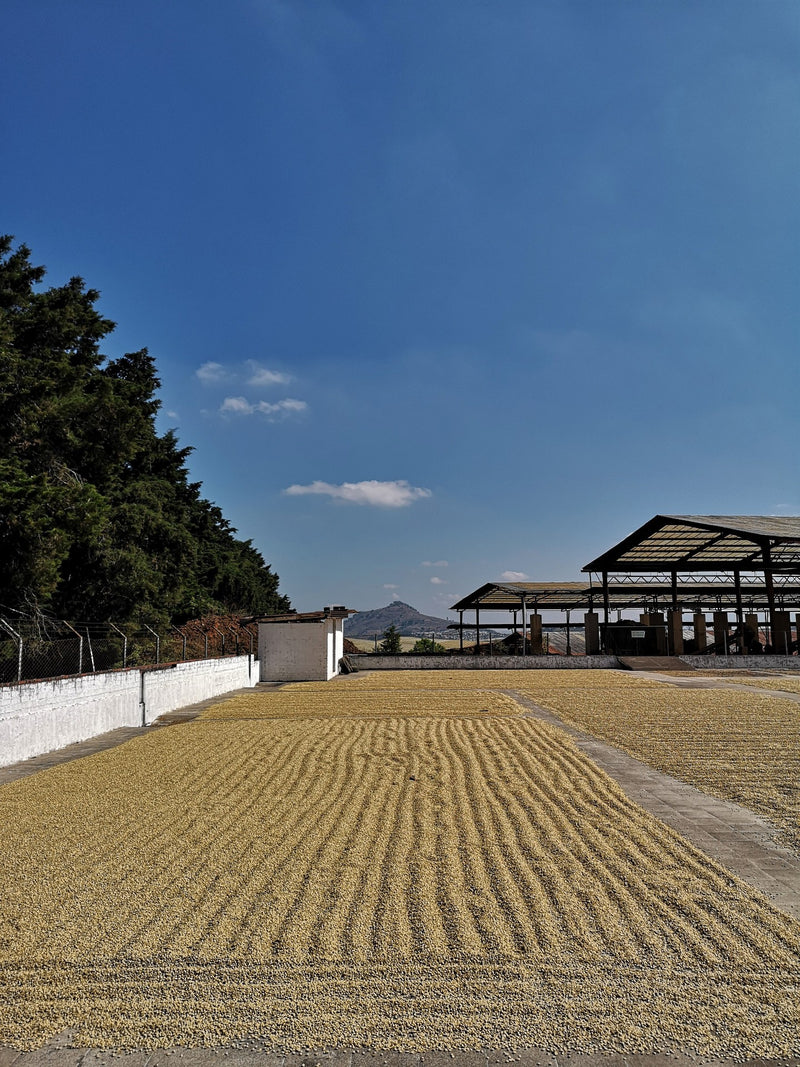 Guatemala Dinamica Finca La Labor - *50735* - 25558 - GrainPro Bags - SPOT RCWHSE