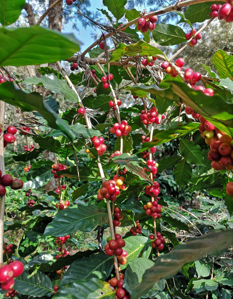 Guatemala Dinamica Finca La Labor - *50735* - 25558 - GrainPro Bags - SPOT RCWHSE
