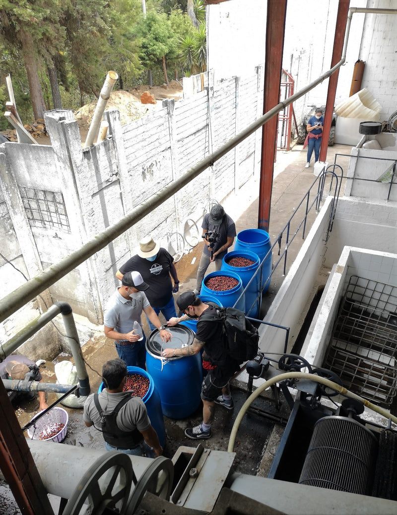 Guatemala Dinamica Finca La Labor - *50735* - 25558 - GrainPro Bags - SPOT RCWHSE