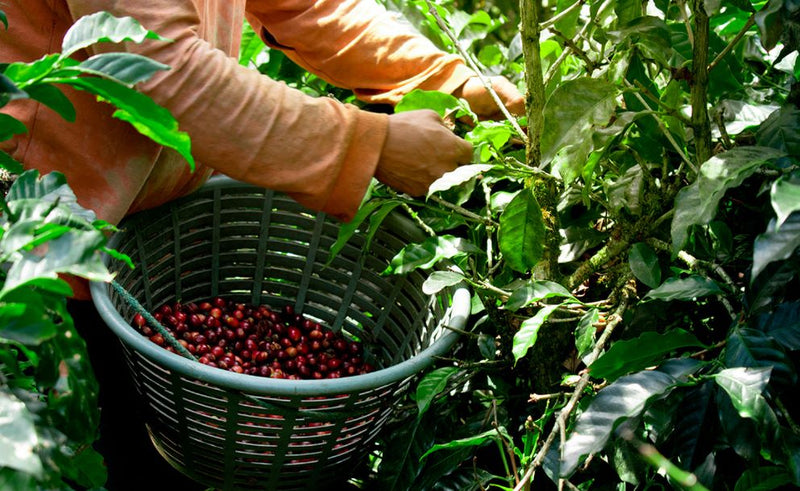 Guatemala Coban Finca Santa Paula SHB EP - 34830 - GrainPro Bags - SPOT RCWHSE