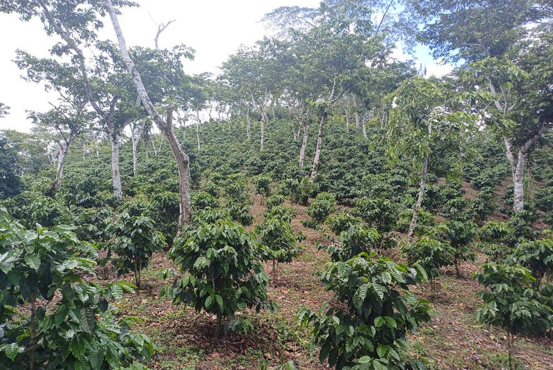 Guatemala Coban Finca Santa Paula SHB EP - 36050-1 - SPOT COMIDWEST