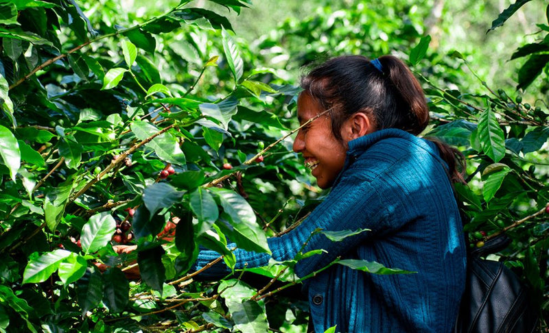 Guatemala Coban Finca Santa Paula SHB EP - 36050-1 - SPOT COMIDWEST