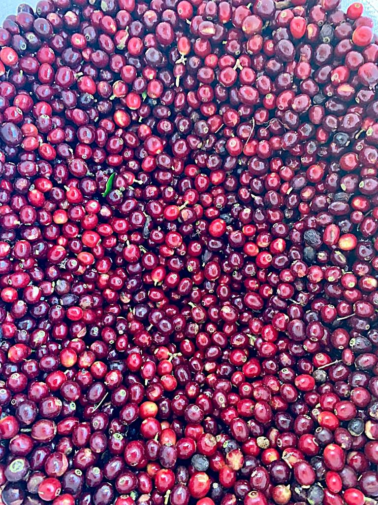 Guatemala Fraijanes Finca Fatima SHB EP - 36390 - Ecotact Bags - SPOT RCWHSE
