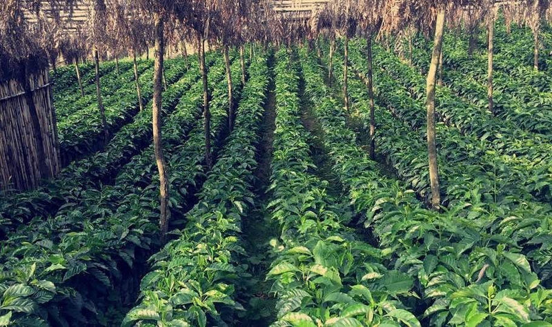 Guatemala Huehuetenango Finca La Severa SHB EP - *49098H* - 27524 - Ecotact Bags - SPOT DUPUYHOU