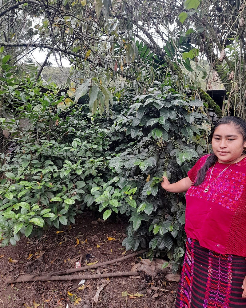 Guatemala Huehuetenango Mam SHB EP - 29854 - SPOT RCWHSE