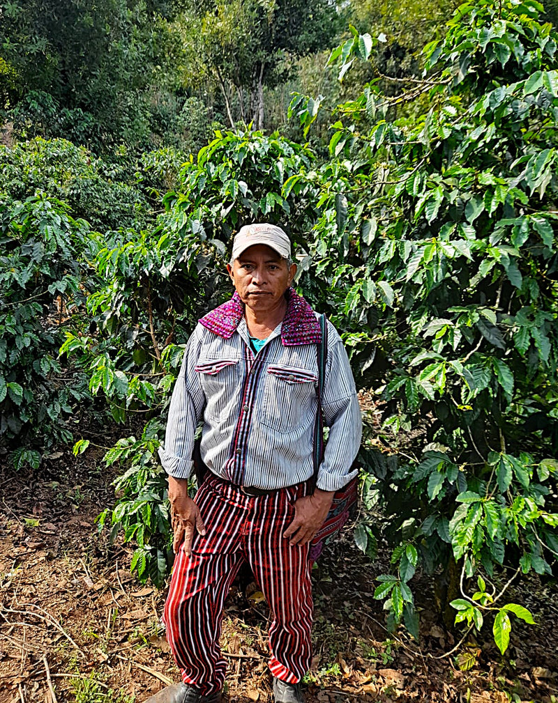 Guatemala Huehuetenango Mam SHB EP - 39581 - SPOT RCWHSE