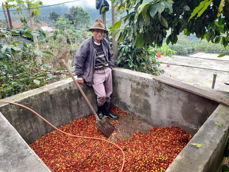 Guatemala Huehuetenango Mam SHB EP - 35258 - SPOT RCWHSE