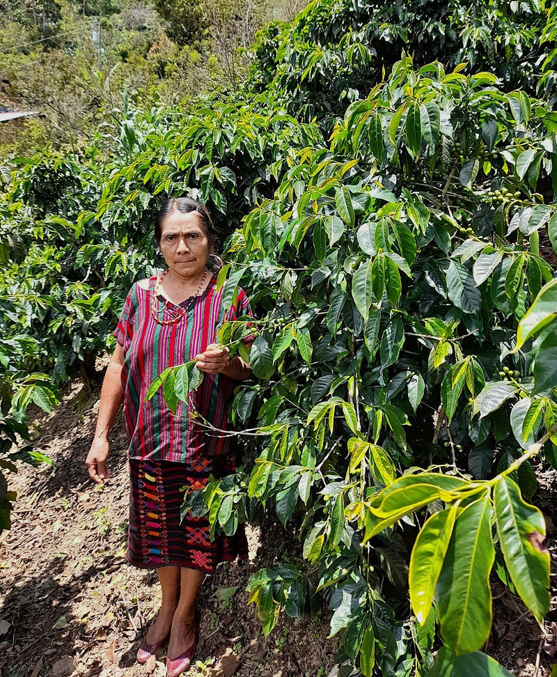 Guatemala Huehuetenango Mam SHB EP - 35259 - SPOT RCWHSE