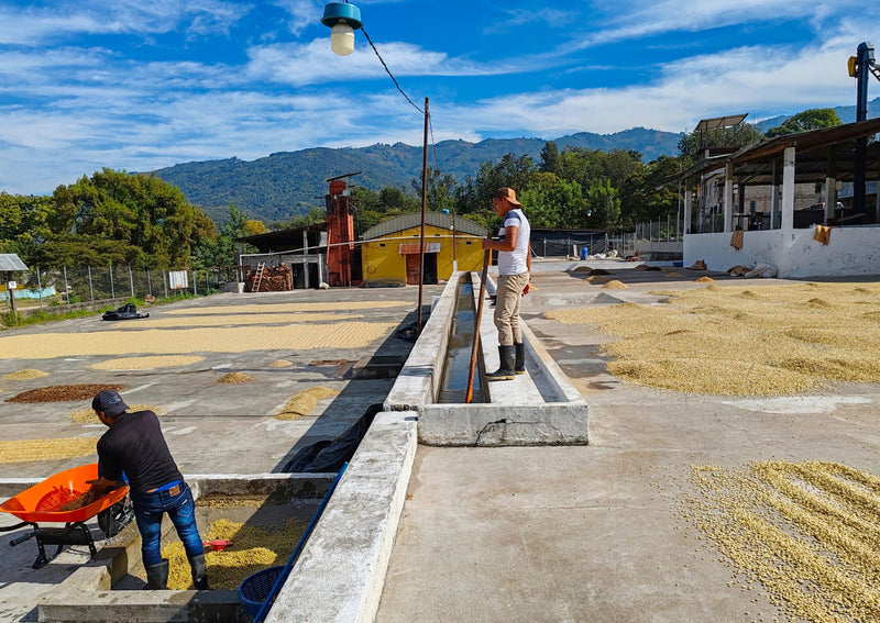 Guatemala Huehuetenango Q'Anil SHB - 33446 - GrainPro Bags - SPOT RCWHSE