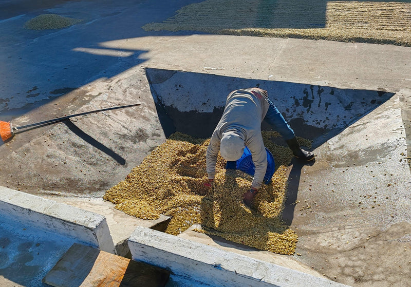 Guatemala Huehuetenango Q'Anil SHB - 33446 - GrainPro Bags - SPOT RCWHSE