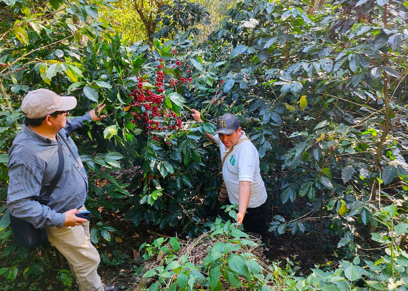 Guatemala Huehuetenango Q'Anil SHB - 33446 - GrainPro Bags - SPOT RCWHSE