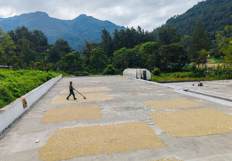 Guatemala Huehuetenango Q'Anil SHB - 33446 - GrainPro Bags - SPOT RCWHSE