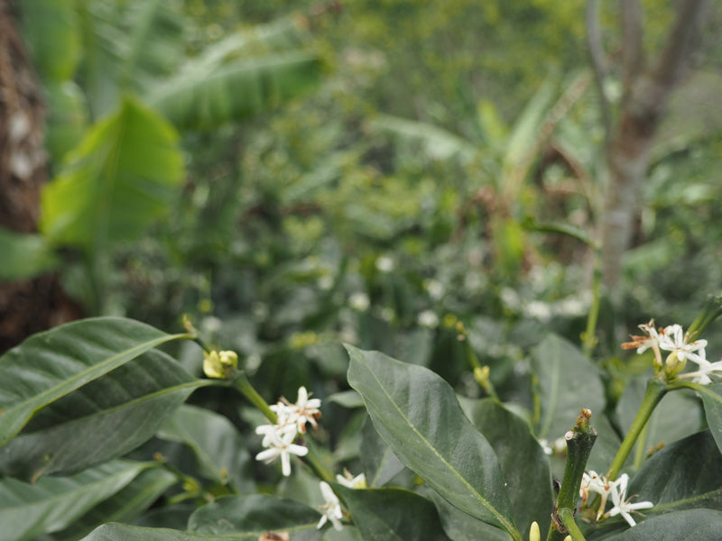 Guatemala Huehuetenango SHB EP - *49557* - 23912 - SPOT RCWHSE
