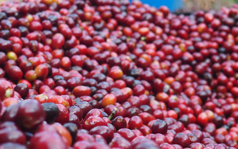 Guatemala Huehuetenango SHB EP - 30850 - GrainPro Bags - SPOT RCWHSE