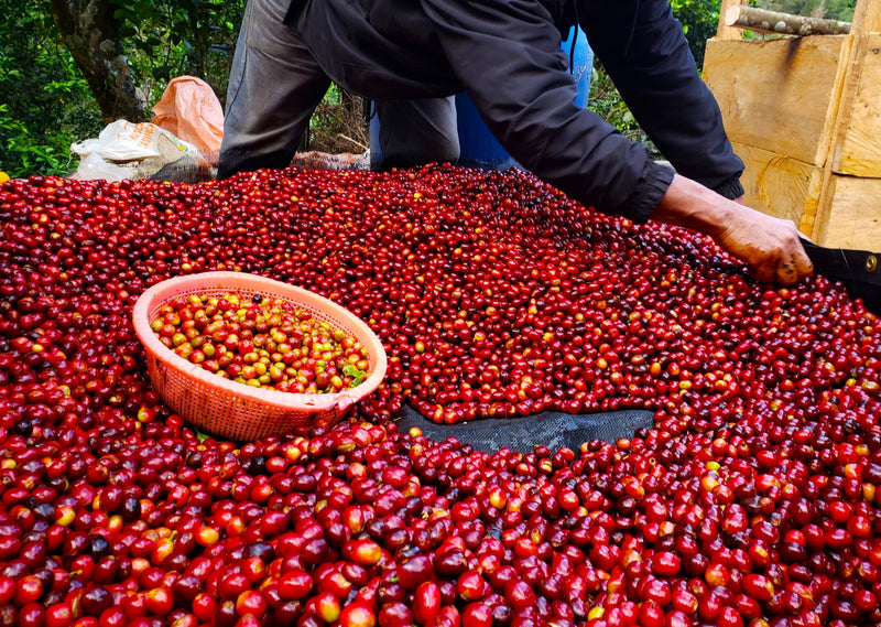 Guatemala Huehuetenango Tres Marias - 29226 - Ecotact Bags - SPOT RCWHSE
