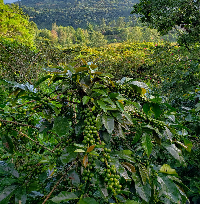 Guatemala Huehuetenango Tres Marias - 29226 - Ecotact Bags - SPOT RCWHSE