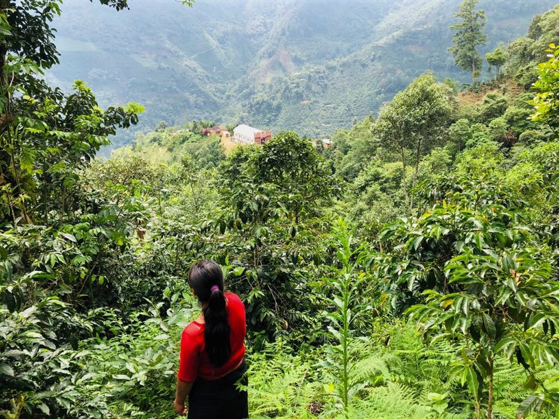 Guatemala Huehuetenango Txol Witz - 31242-1 - 46.0 kg GrainPro Bags - SPOT SEAFORTH