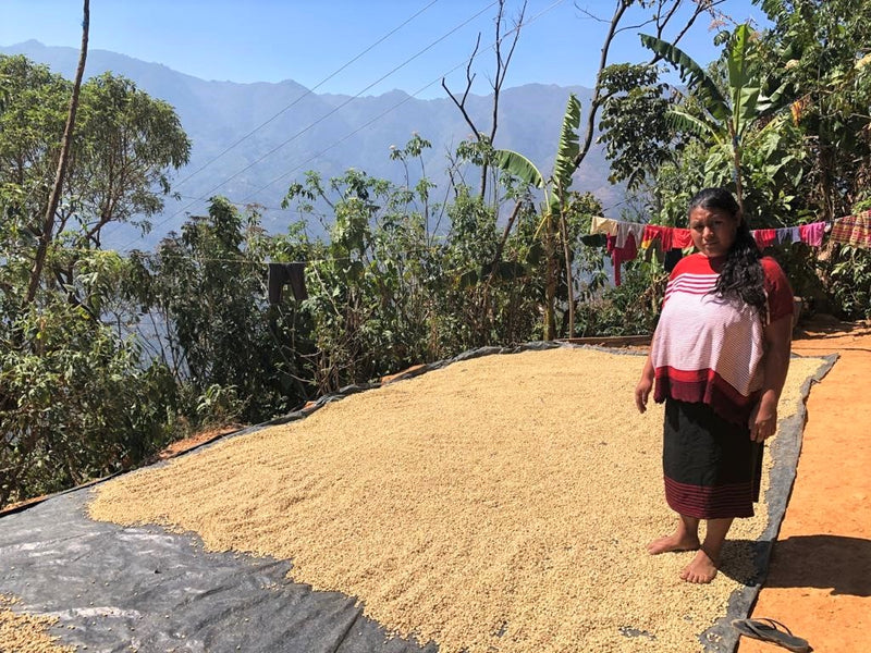 Guatemala Huehuetenango Txol Witz - 31242 - 46.0 kg GrainPro Bags - SPOT RCWHSE