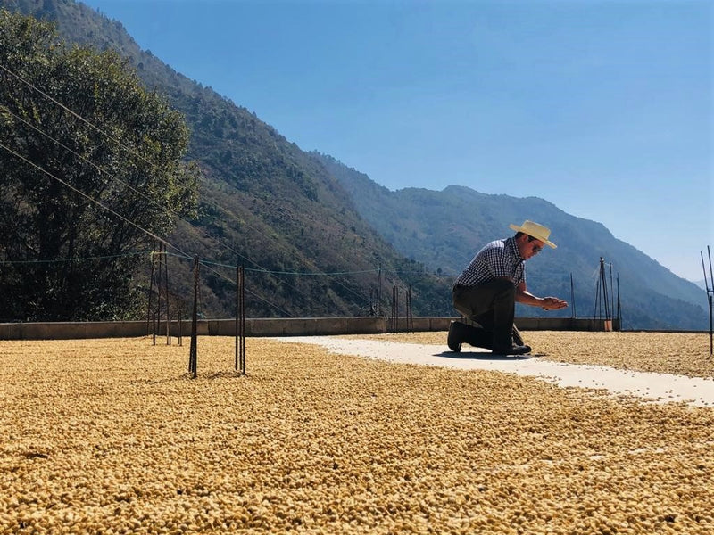 Guatemala Huehuetenango Txol Witz - Lot 17289 *51030* - 25193 - 46.0 kg GrainPro Bags - SPOT RCWHSE