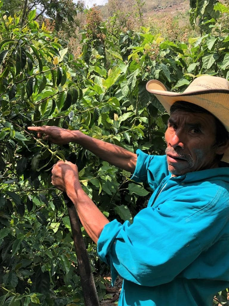 Guatemala Huehuetenango Txol Witz - Lot 17289 *51030* - 25193 - 46.0 kg GrainPro Bags - SPOT RCWHSE
