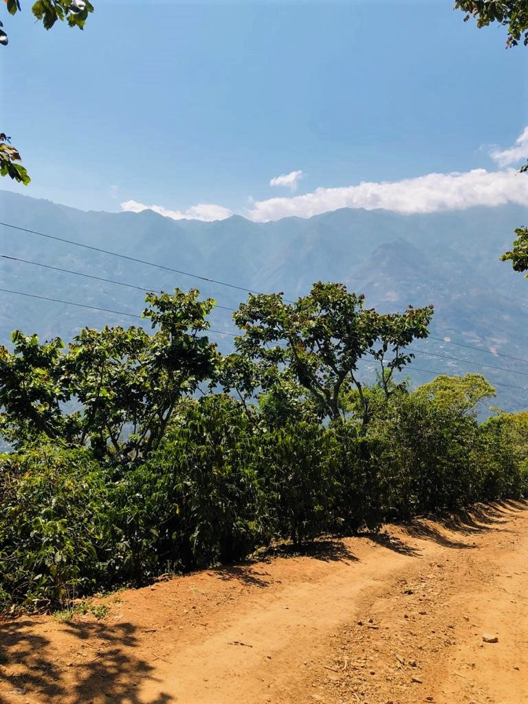 Guatemala Huehuetenango Txol Witz - 31242 - 46.0 kg GrainPro Bags - SPOT RCWHSE