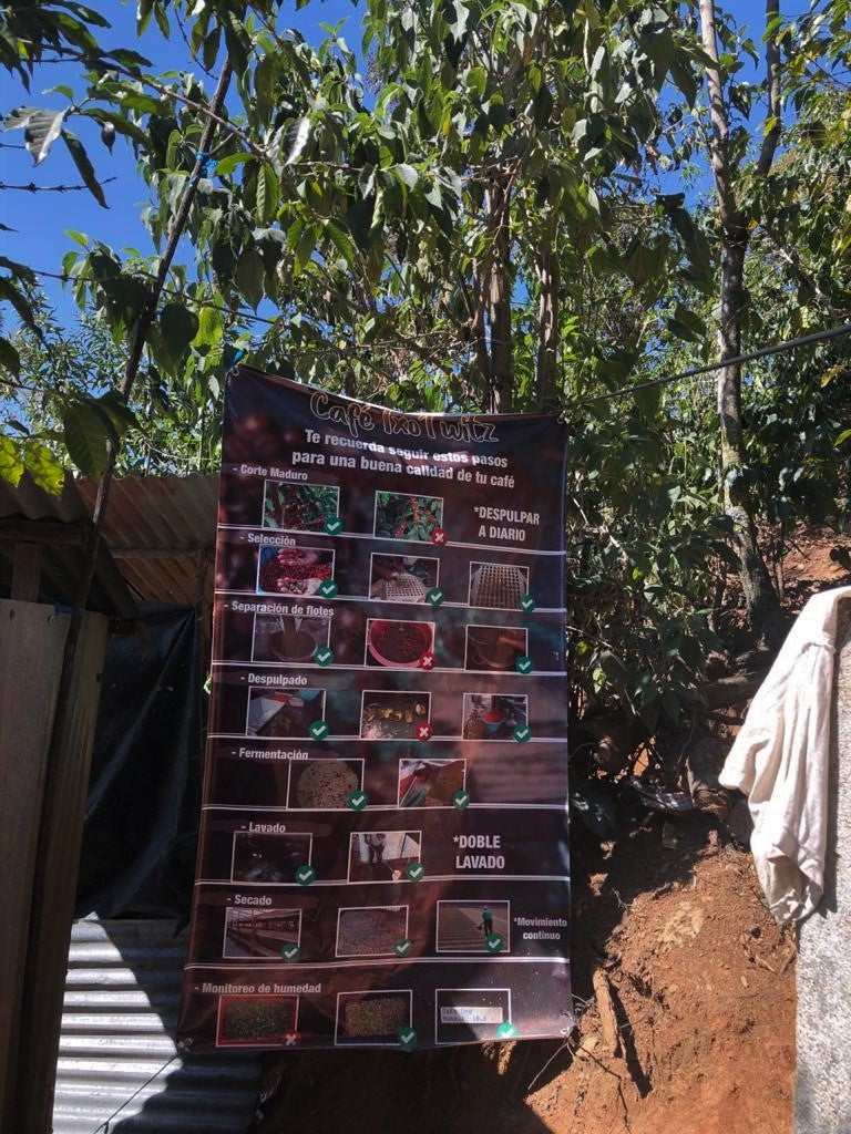 Guatemala Huehuetenango Txol Witz - 31242-1 - 46.0 kg GrainPro Bags - SPOT SEAFORTH