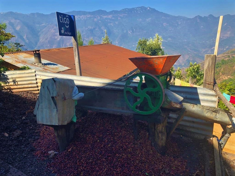 Guatemala Huehuetenango Txol Witz - 31242 - 46.0 kg GrainPro Bags - SPOT RCWHSE