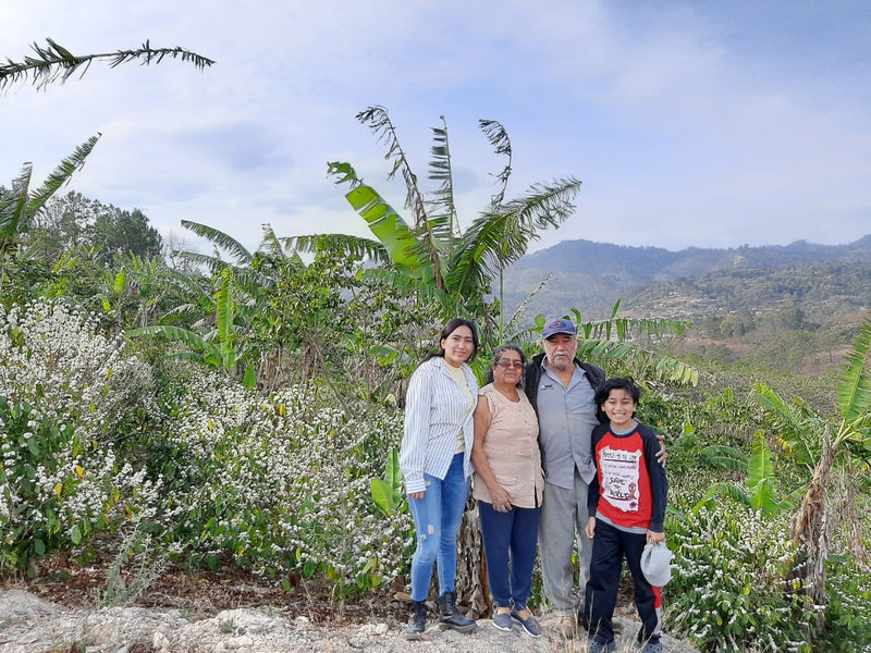 Crown Jewel Guatemala Monjas Inmer Valladares Greenhouse-Dried Gesha - *CJ1441* - 24779 - SPOT RCWHSE