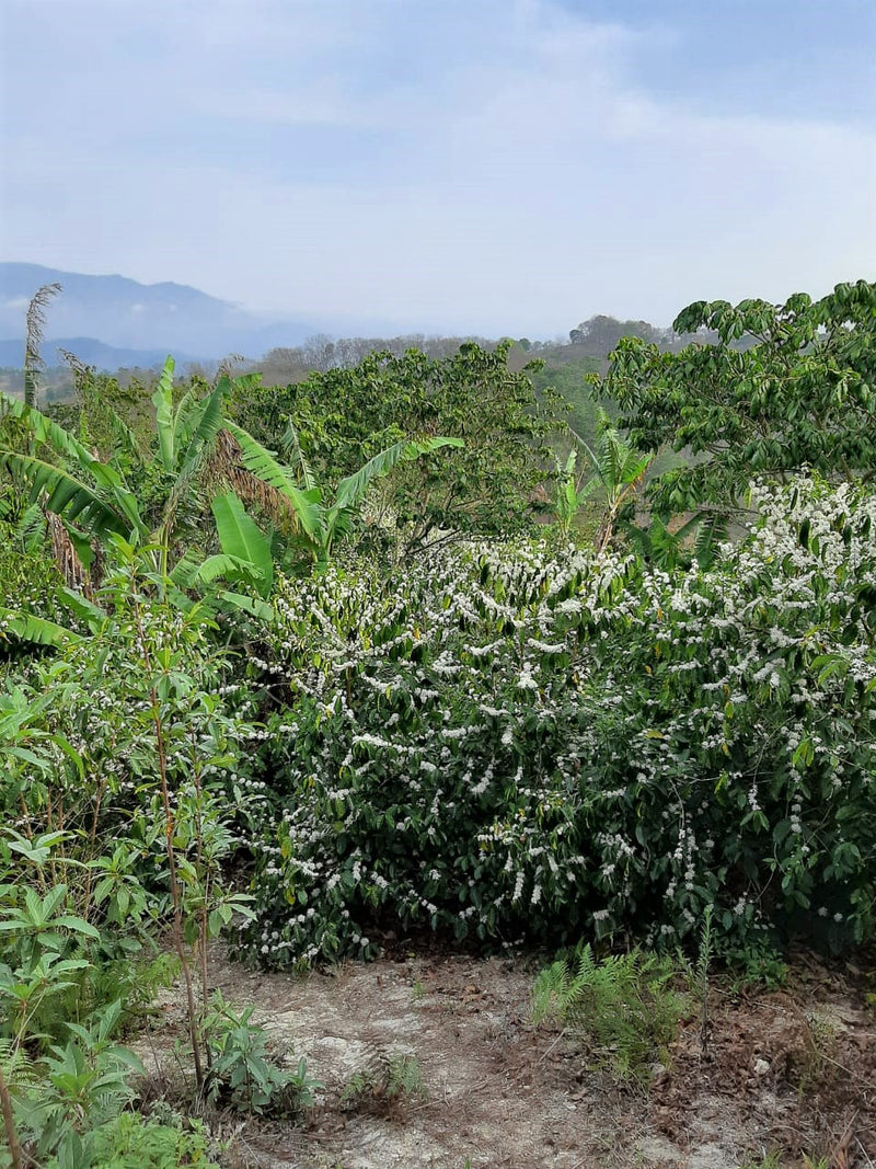 Crown Jewel Guatemala Monjas Inmer Valladares Greenhouse-Dried Gesha - *CJ1441* - 24779 - SPOT RCWHSE