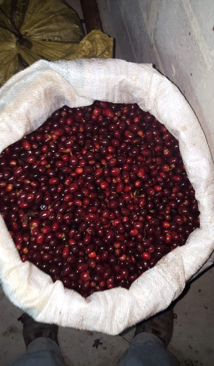 Crown Jewel Guatemala Monjas Inmer Valladares Greenhouse-Dried Gesha - *CJ1441* - 24779 - SPOT RCWHSE