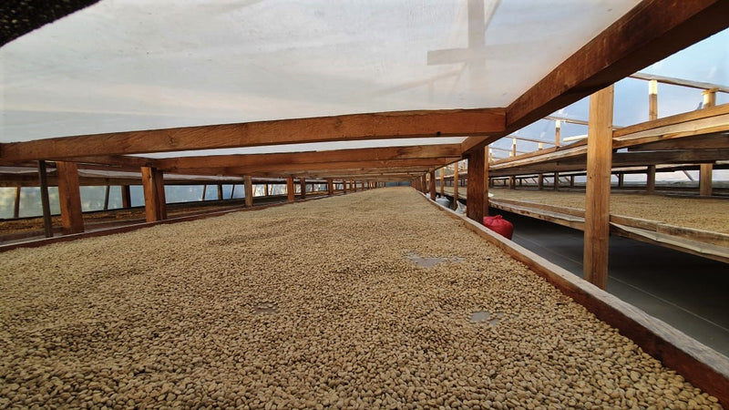 Crown Jewel Guatemala Monjas Inmer Valladares Greenhouse-Dried Gesha - *CJ1441* - 24779 - SPOT RCWHSE