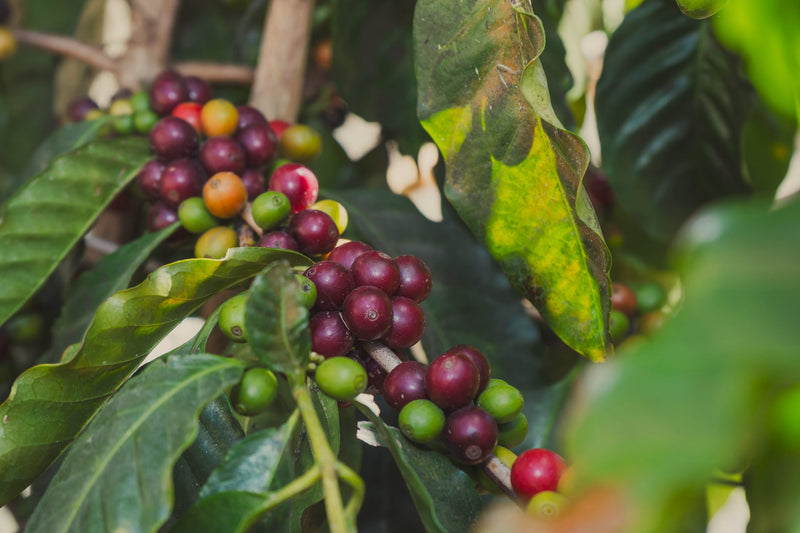 Guatemala Antigua Bella Carmona Greenhouse Dried - *50590W* - 25174 - 46.0 kg GrainPro Bags - SPOT COSEATAC