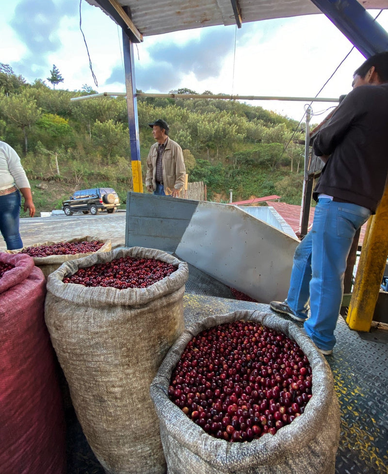 Guatemala Acatenango Finca La Union - *50742H* - 27555 - GrainPro Bags - SPOT DUPUYHOU