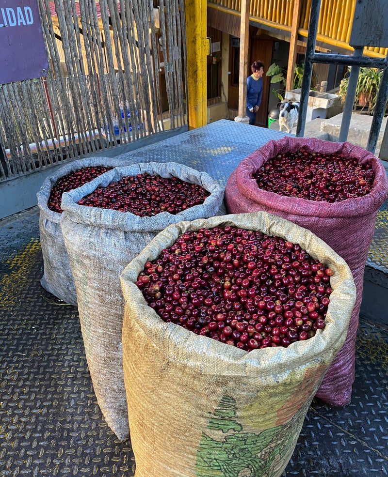 Guatemala Acatenango Finca La Union - *50742H* - 27555 - GrainPro Bags - SPOT DUPUYHOU
