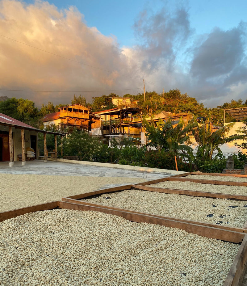 Guatemala Acatenango Finca La Union - *50742H* - 27555 - GrainPro Bags - SPOT DUPUYHOU