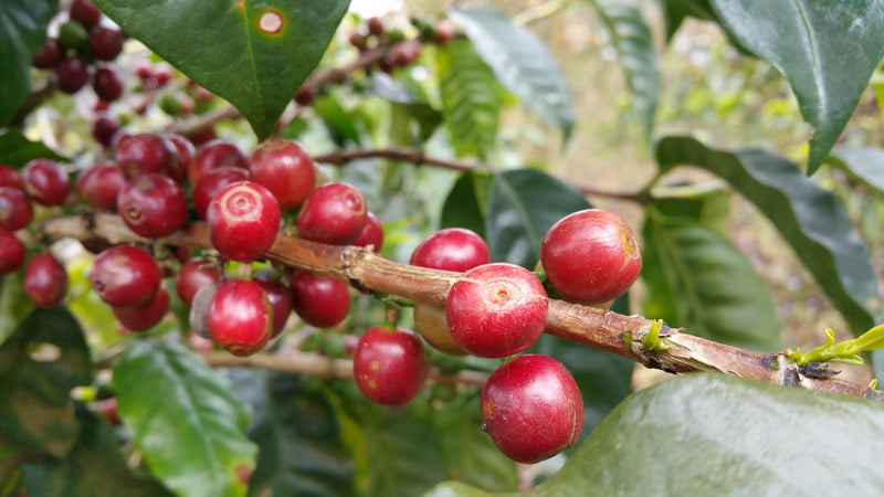 Guatemala Los Volcanes Farms of Lake Atitlan - 31602 - Ecotact Bags - SPOT RCWHSE