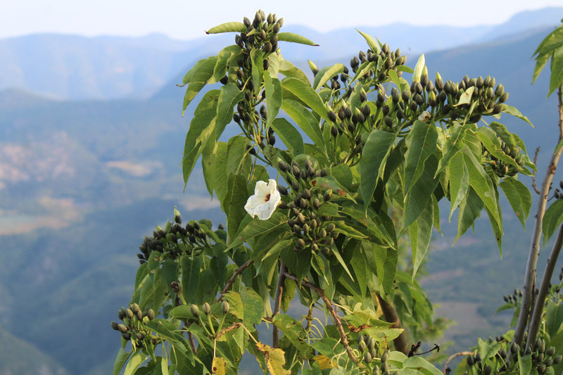 Guatemala Quiche Finca Los Caballitos SHB EP - 33048 - GrainPro Bags - SPOT RCWHSE