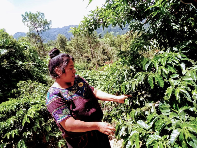 Guatemala Quiche Joyabaj Project Chuquenum - *50767* - 24848 - Ecotact Bags - SPOT RCWHSE