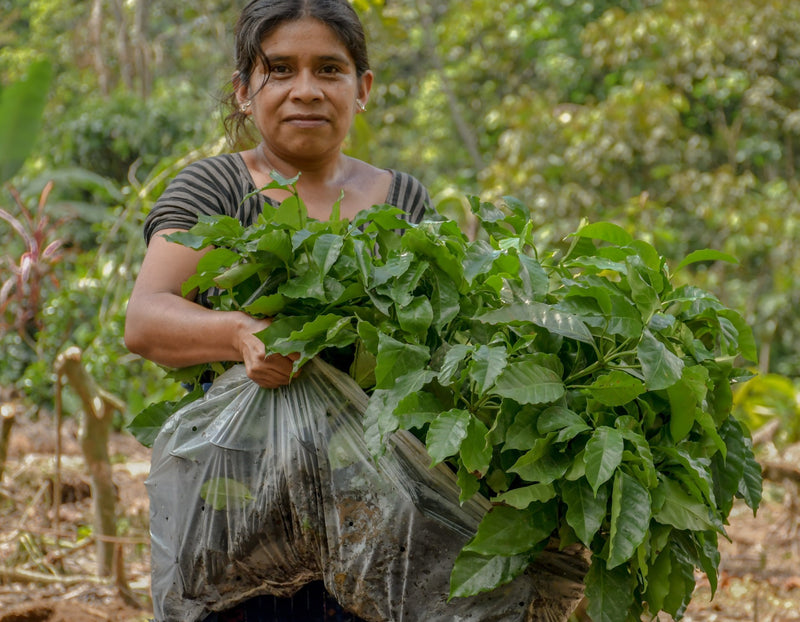 Guatemala Quiche Joyabaj Project Pachalib - *50768* - 24849 - Ecotact Bags - SPOT RCWHSE