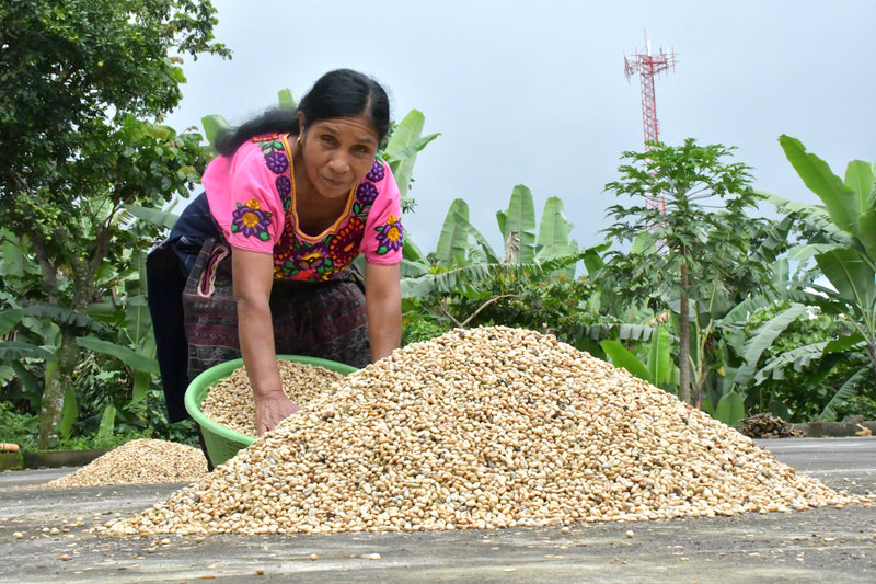 GUATEMALA FT-FLO ORGANIC ATITLAN RENACIMIENTO SHB EP - *52455* - 26967 - SPOT RCWHSE
