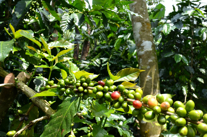 GUATEMALA FT-FLO ORGANIC ATITLAN RENACIMIENTO SHB EP - 30276-1 - SPOT COSEATAC