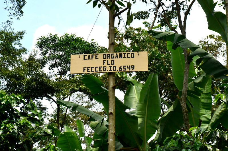GUATEMALA FT-FLO ORGANIC ATITLAN RENACIMIENTO SHB EP - 32801-4 - SPOT DUPUYHOU