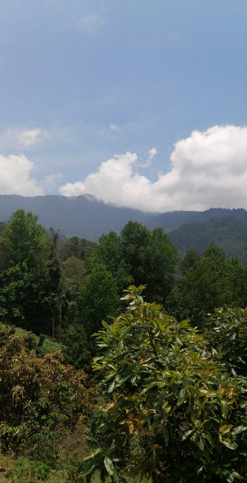 Guatemala San Agustin Finca La Florida Caturra - *50852V* - 24987 - GrainPro Bags - SPOT SEAFORTH