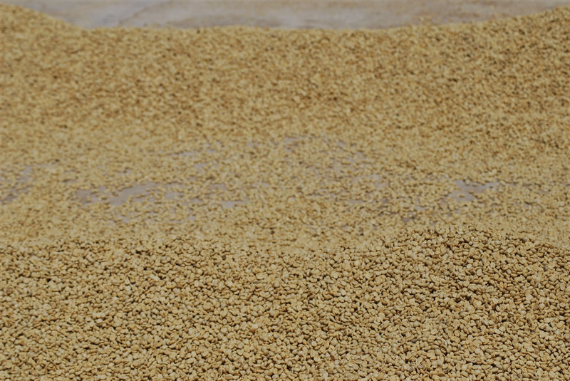 Guatemala San Agustin Finca La Florida Caturra - *50852V* - 24987 - GrainPro Bags - SPOT SEAFORTH