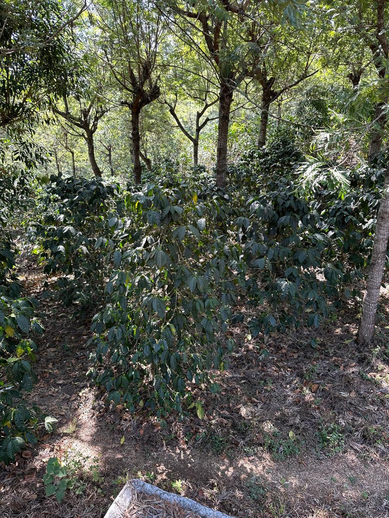 Guatemala San Juan Sacatepéquez Finca Concepcion Pixcaya SHB EP - 30920 - GrainPro Bags - SPOT DUPUYHOU