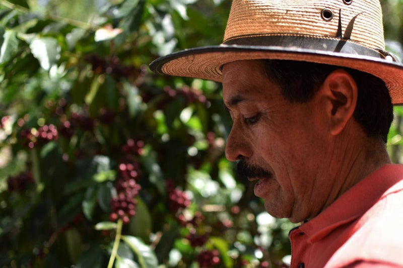 Guatemala Santa Rosa Finca Guatalon El Beneficio - *50853* - 24988 - GrainPro Bags - SPOT RCWHSE