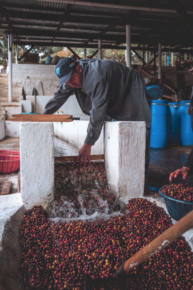 Guatemala Sierra De Las Minas Finca La Bella Caturra - *50737* - 25560 - GrainPro Bags - SPOT RCWHSE