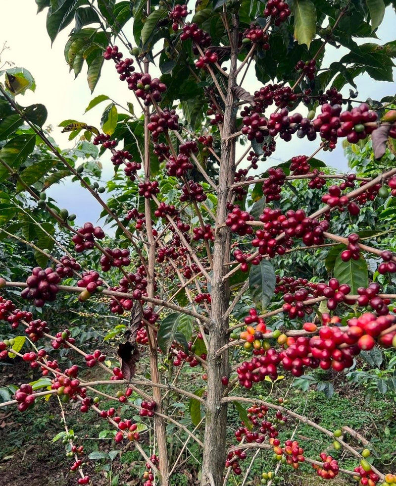 Guatemala Suchitepequez Zunilito Finca Santa Anita Catuai SHB EP - 32084 - GrainPro Bags - SPOT RCWHSE
