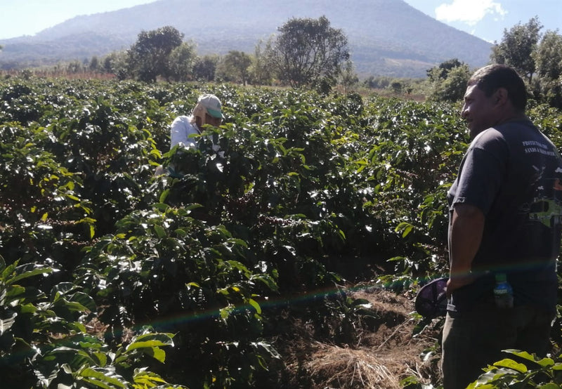 Guatemala Antigua Finca Medina SHB EP - 35666 - Ecotact Bags - SPOT RCWHSE